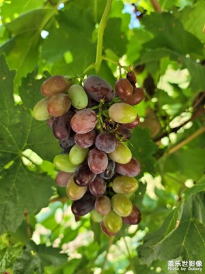 今日照片   葡萄