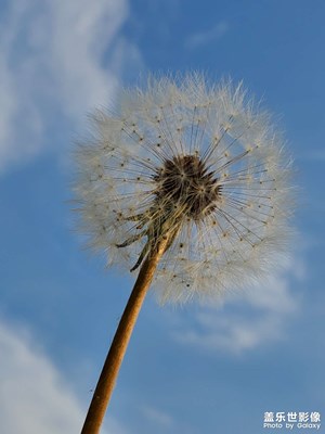 漂亮的蒲公英，一吹，就散了