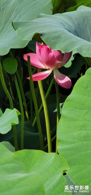 雙青湖隨拍?。。。。。。。。。。?！