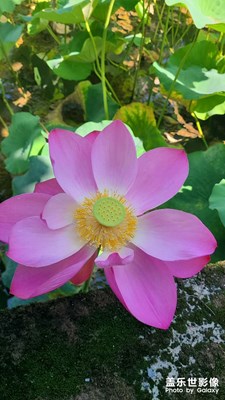 靜默時光 喝茶賞花慢生活