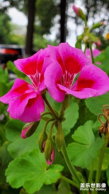 三星手機(jī)拍照的顏色就是棒，拍出來(lái)非常舒服