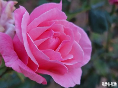 老家的花朵。開的正好！