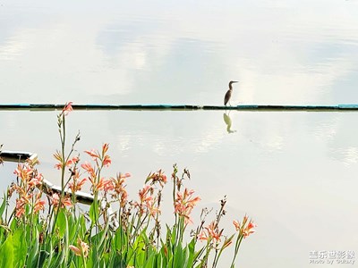 【神奇的動物】 小小鳥