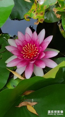 照片還是油墨畫