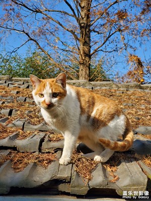 【神奇的動物】 動物隨拍