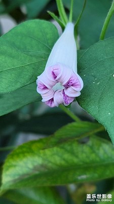 花牽?；ㄆ羻?？好美