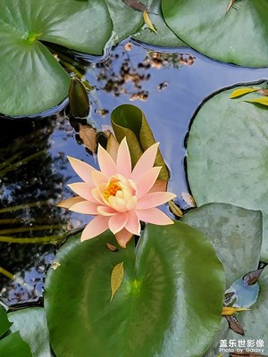 Note20多倍變焦近距離拍攝  助你發(fā)現(xiàn)細(xì)節(jié)之處的美