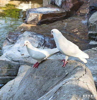【神奇的動物】可愛的它們