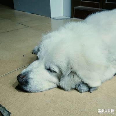 【神奇的動(dòng)物】  一天到晚都在睡覺(jué)的狗