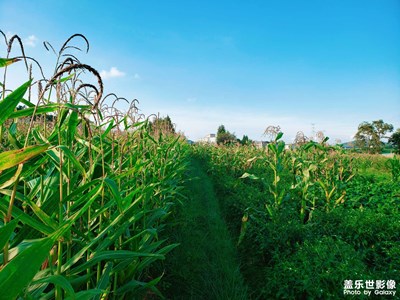 綠色家鄉(xiāng)