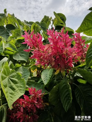 悠閑逛公園，拍拍花！