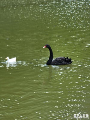 在公園里拍黑天鵝