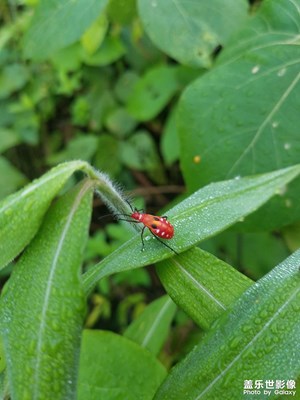 用拍照無敵的三星s8拍出最漂亮的昆蟲！