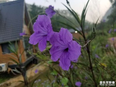 用拍照無敵的三星s8拍出最美的花！