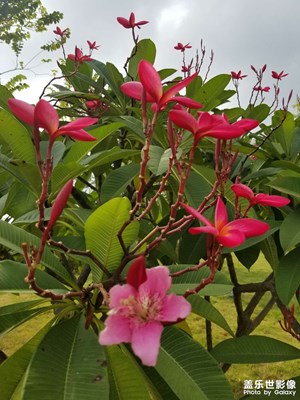 用拍照無敵的三星s8拍出最美的花！