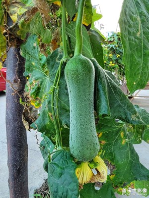 不是認識的秋天