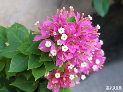 下午好大家今天出外面走一走拍了幾張照片發(fā)給大家看看。