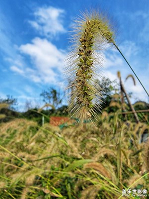 須晴日，看取碧空寥廓。