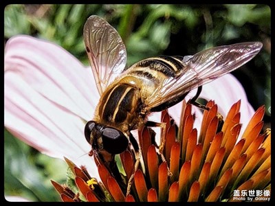 手機(jī)微距拍攝