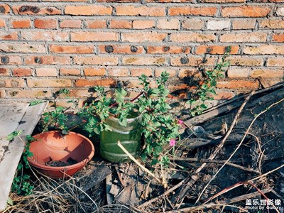 每日一拍系列。