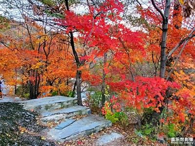 【形影不離】 霜葉紅于二月花