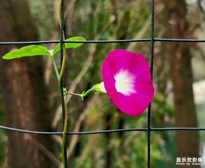 大山里的牽牛花