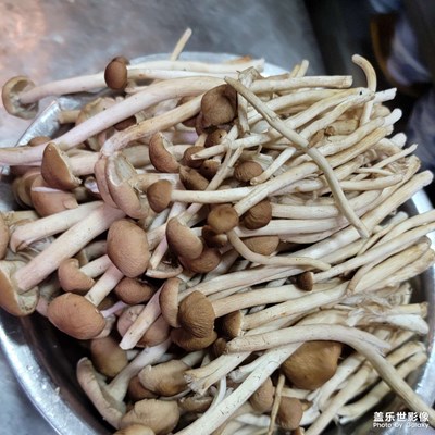 冬季的最愛