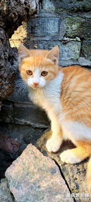 【形影不離】+貓咪與松鼠