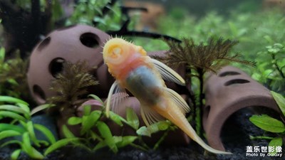 魚的世界