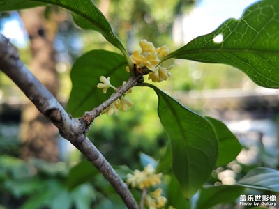 秋日私語·桂林公園