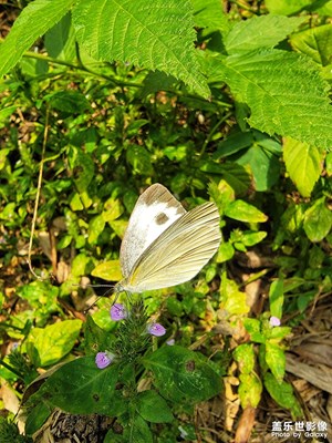 【形影不離】杭州日常的下午