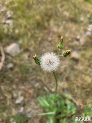 秋天的蒲公英的約定