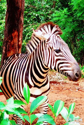 【nice day】 逛動(dòng)物園