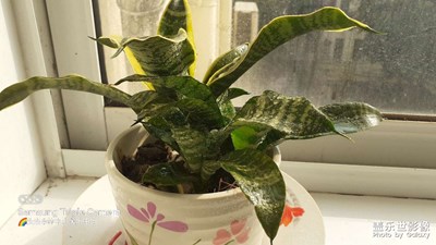 虎尾蘭長勢良好