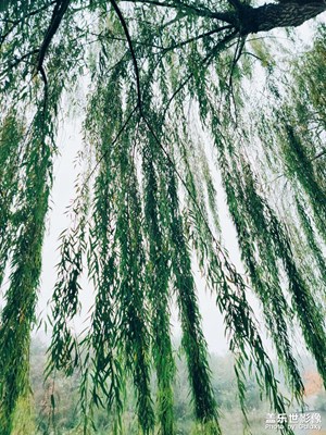 s21u一億像素記錄濰坊植物園秋景