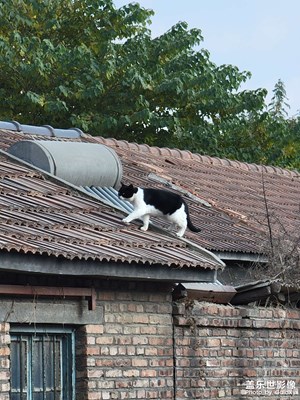 s21u10倍長焦實拍兩張