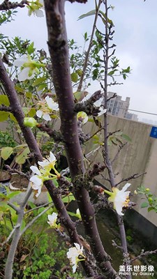 【身邊的美好】+這是冬天進(jìn)行中，春天就來了？
