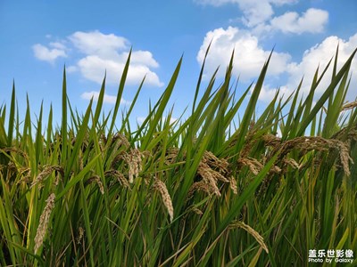 【身邊的美好】+秋收季