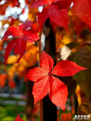 【身邊的美好】+秋葉