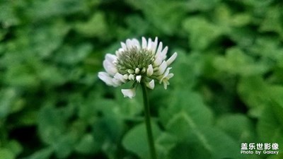 【身邊的美好】 河邊的車軸草