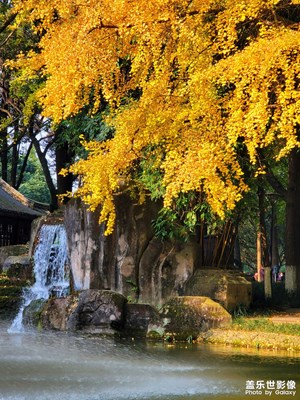 金蝶飛舞 秋意濃濃 成都銀杏黃了
