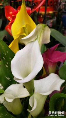 【立冬】 春色滿(mǎn)園