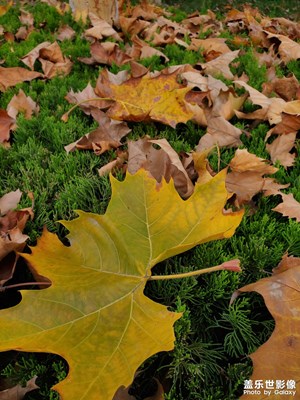 冬來(lái)了，落葉開(kāi)始……