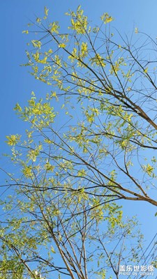 這個風(fēng)景像春天嗎？
