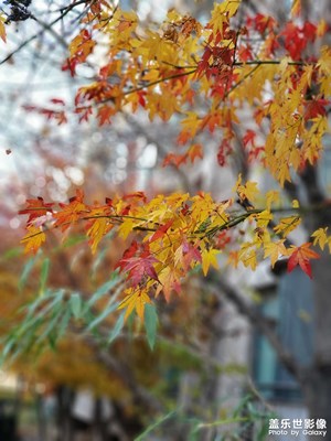 回韓國(guó)來了