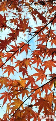 楓葉荻花秋瑟瑟