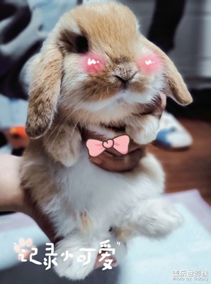 你怎么這么可愛