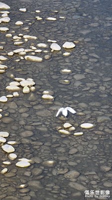 這個到底是啥子鳥