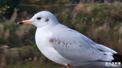 冬日午后陽光下的自然