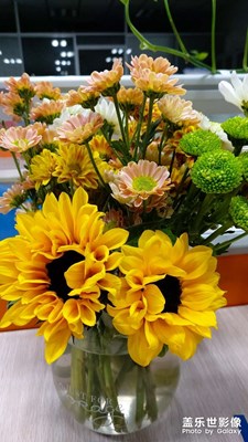 三星A90拍攝的一盆花